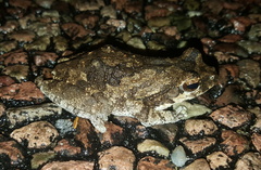 Chiromantis xerampelina