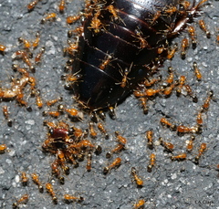 Trichomyrmex destructor