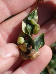 Thecabius populimonilis