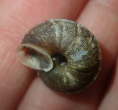 Helicigona lapicida