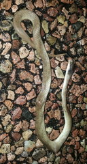 Crotaphopeltis hotamboeia