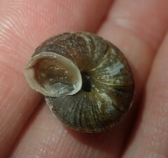 Helicigona lapicida