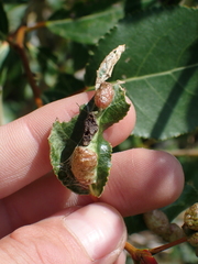 Thecabius populimonilis