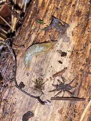 Arion intermedius