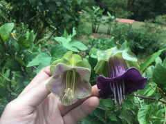 Cobaea scandens
