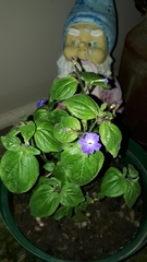 Browallia americana