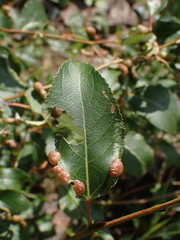 Thecabius populimonilis