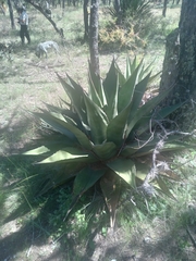 Agave gentryi