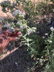 Sericocarpus oregonensis