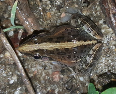 Ptychadena mossambica