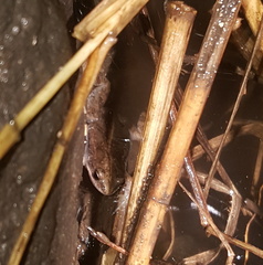 Cacosternum boettgeri