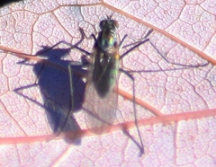 Hydrophorinae