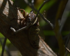 Diceroprocta marevagans