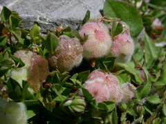 Trifolium tomentosum