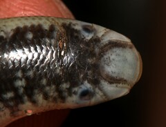 Afrotyphlops schlegelii