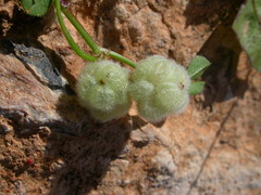 Trifolium tomentosum