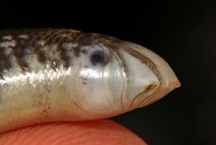 Afrotyphlops schlegelii