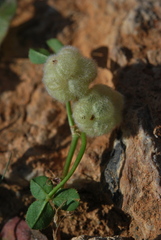 Trifolium tomentosum