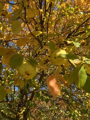 Pseudocydonia sinensis