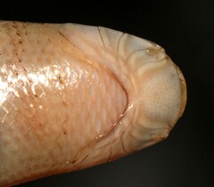 Afrotyphlops schlegelii