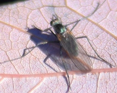 Hydrophorinae