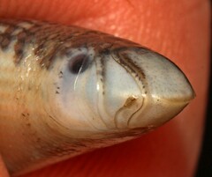 Afrotyphlops schlegelii