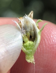 Sericocarpus oregonensis