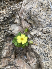 Oxalis megalorrhiza