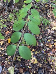 Symphoricarpos orbiculatus