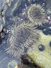 Anthopleura