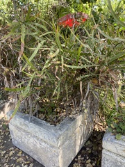 Muehlenbeckia platyclada