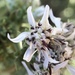 Oregon Whitetop Aster - Photo (c) Cat Chang, some rights reserved (CC BY-NC), uploaded by Cat Chang