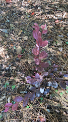 Loropetalum chinense