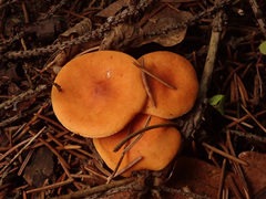 Lactarius aurantiacus