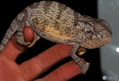 Chamaeleo dilepis