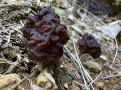 Gyromitra