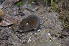 Melanomys caliginosus