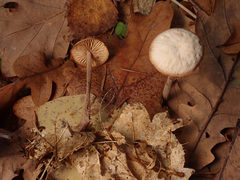 Mycetinis prasiosmus