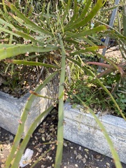 Muehlenbeckia platyclada