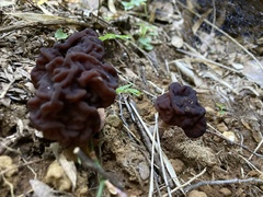 Gyromitra