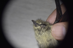 Rhynchonycteris naso
