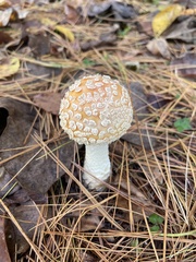 Amanita persicina