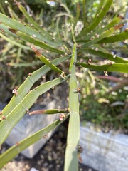 Muehlenbeckia platyclada
