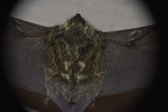 Rhynchonycteris naso