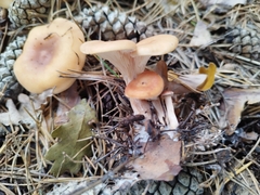 Paralepista flaccida