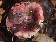 Russula atrorubens