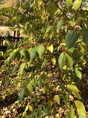 Lonicera maackii