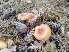 Paralepista flaccida