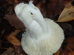 Russula atrorubens