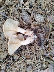 Paralepista flaccida